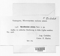 Paramyrothecium roridum image
